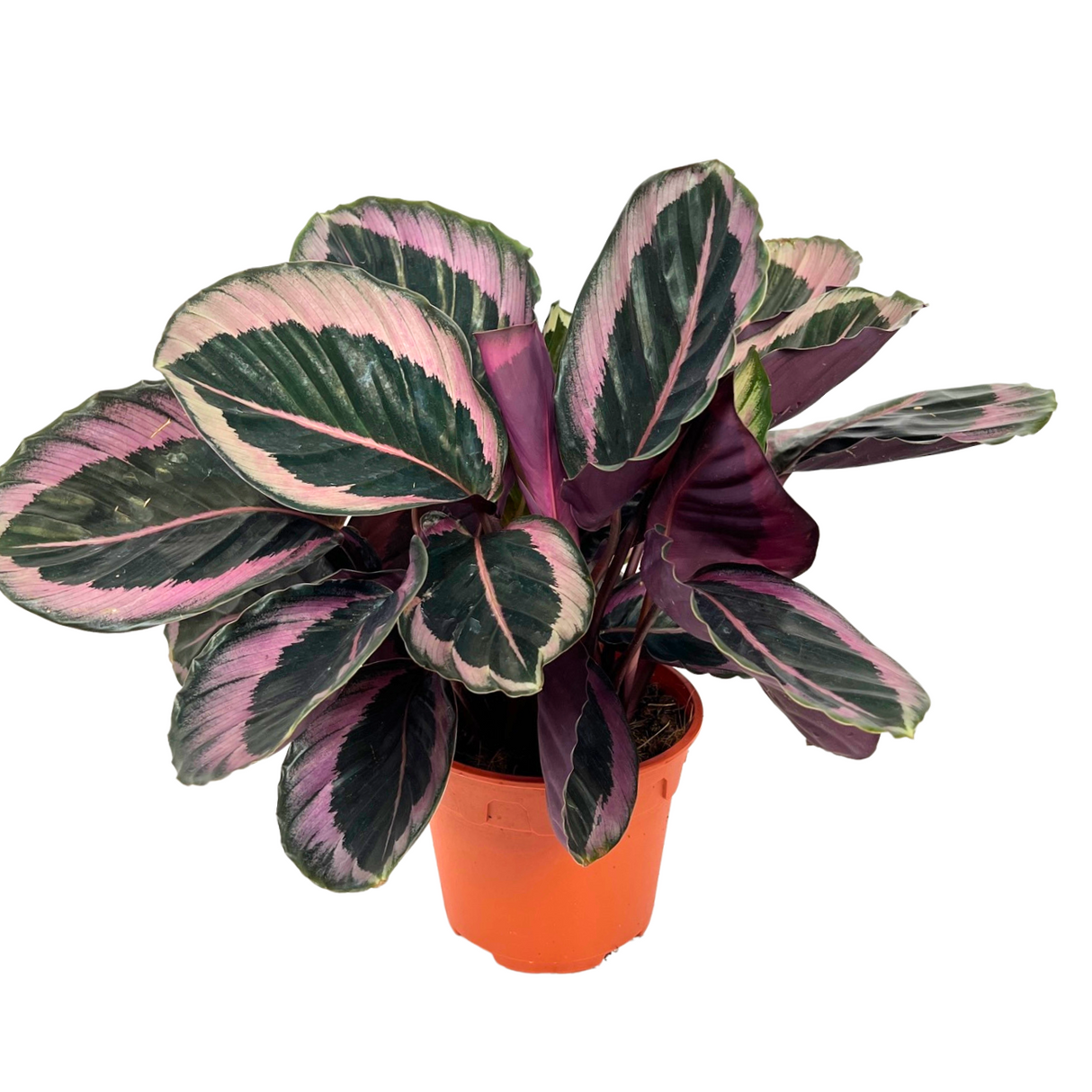 Calathea Princess Jessie