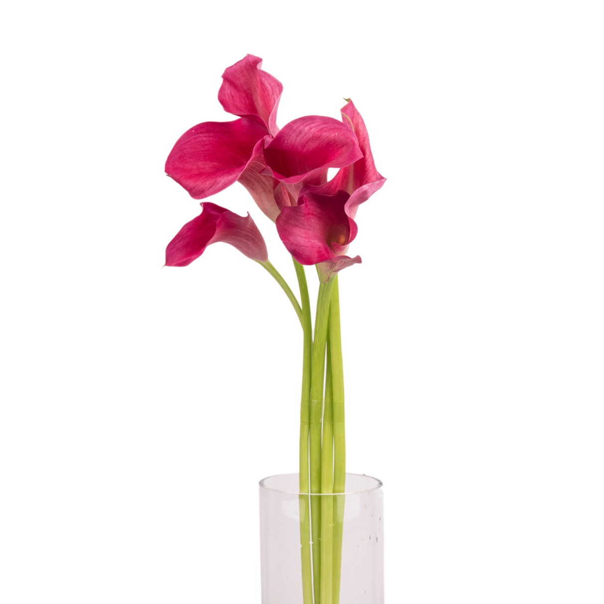 Calla Lily (Holland)