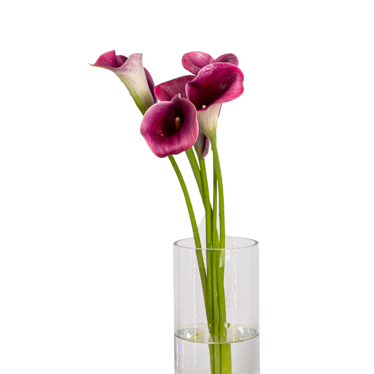 Calla Lily (Holland)