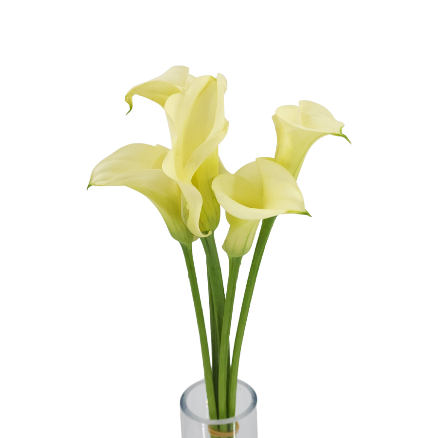 Calla Lily (Holland)