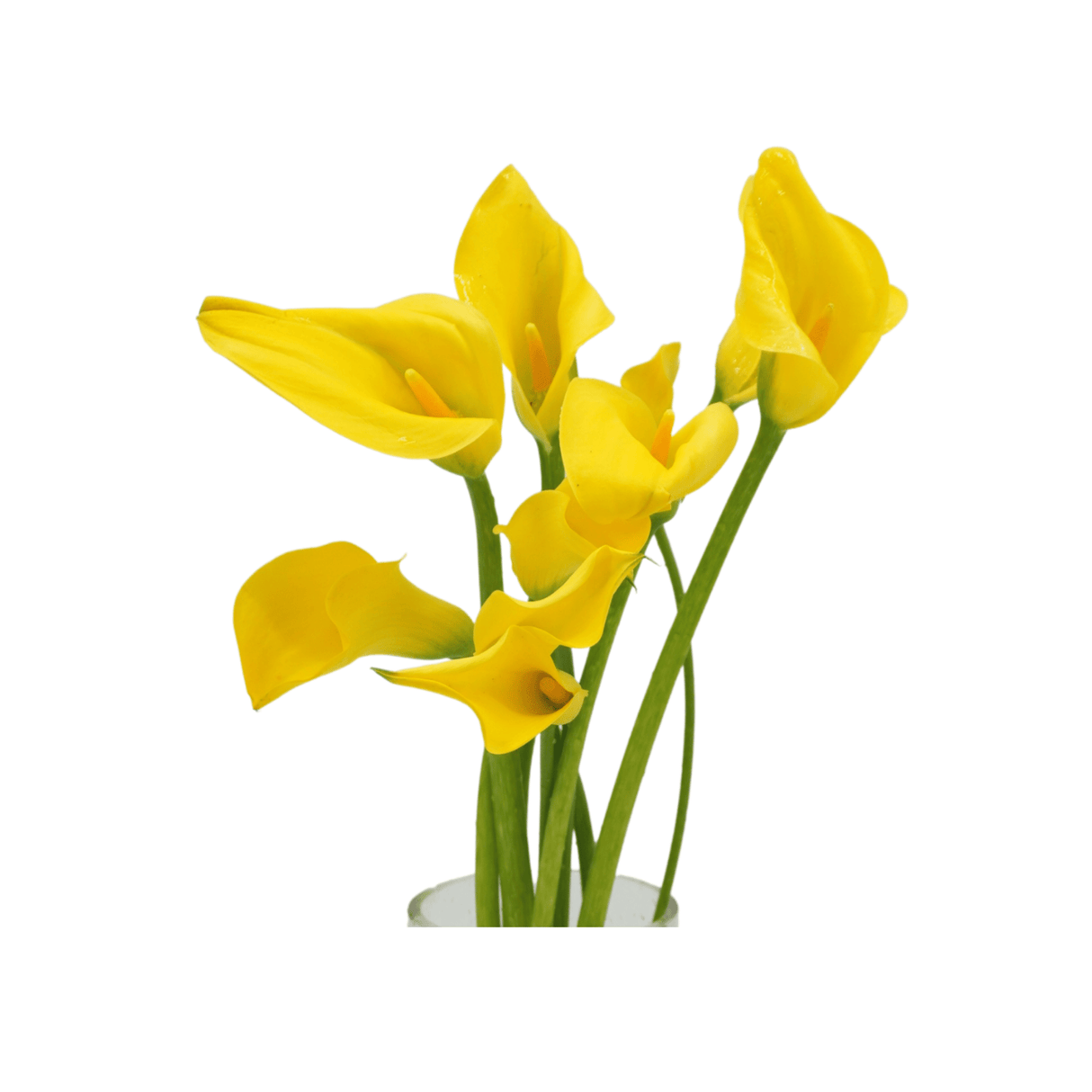 Calla Lily (Holland)