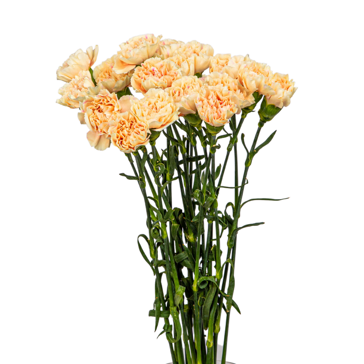 Carnation (Columbia)