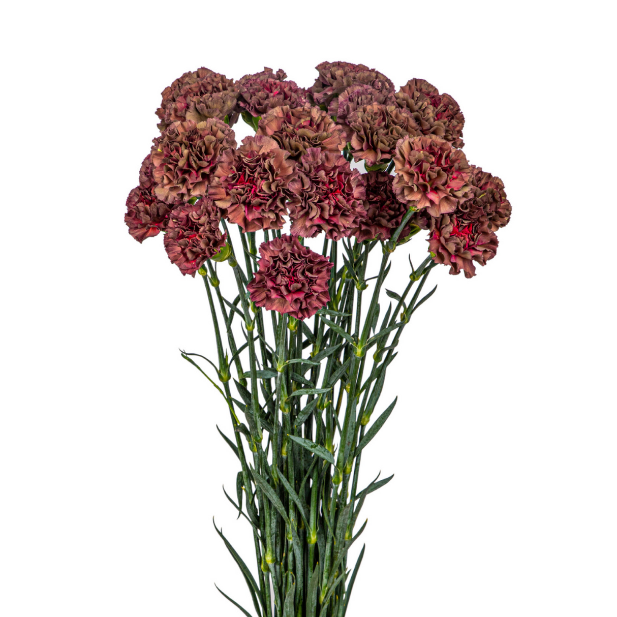 Carnation (Columbia)