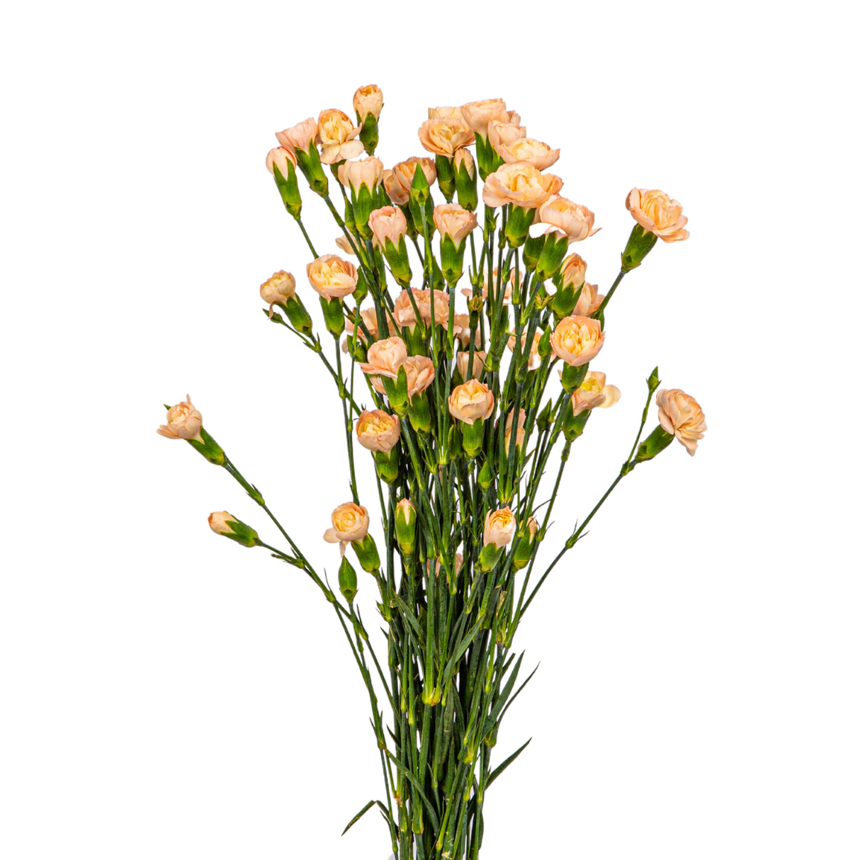 Carnation Spray (Columbia)