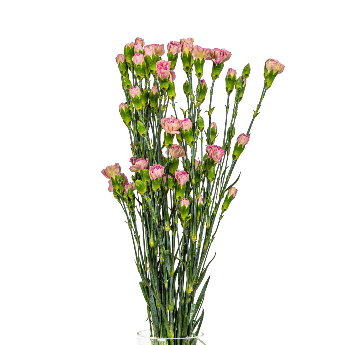 Carnation Spray (Columbia)