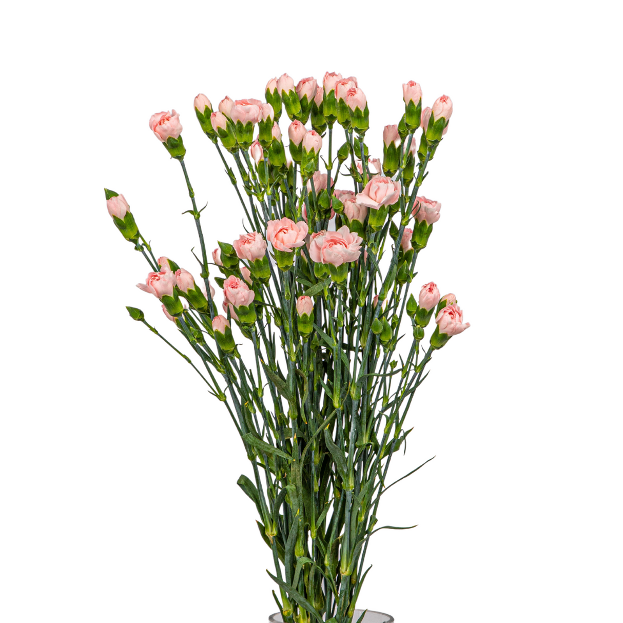 Carnation Spray (Columbia)