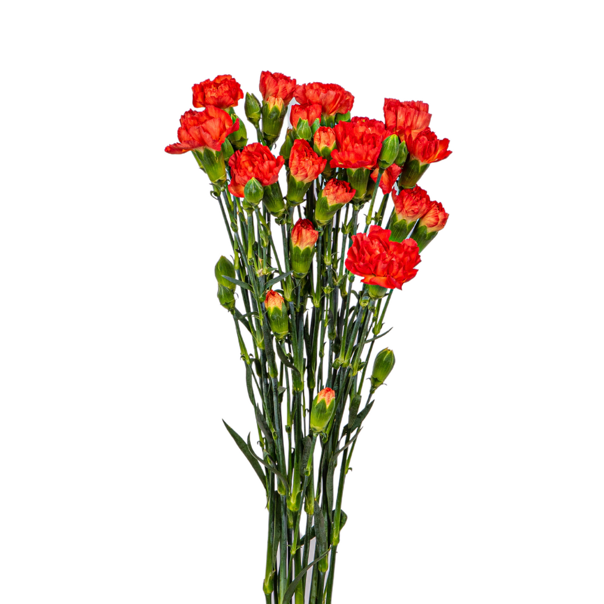 Carnation Spray (Columbia)