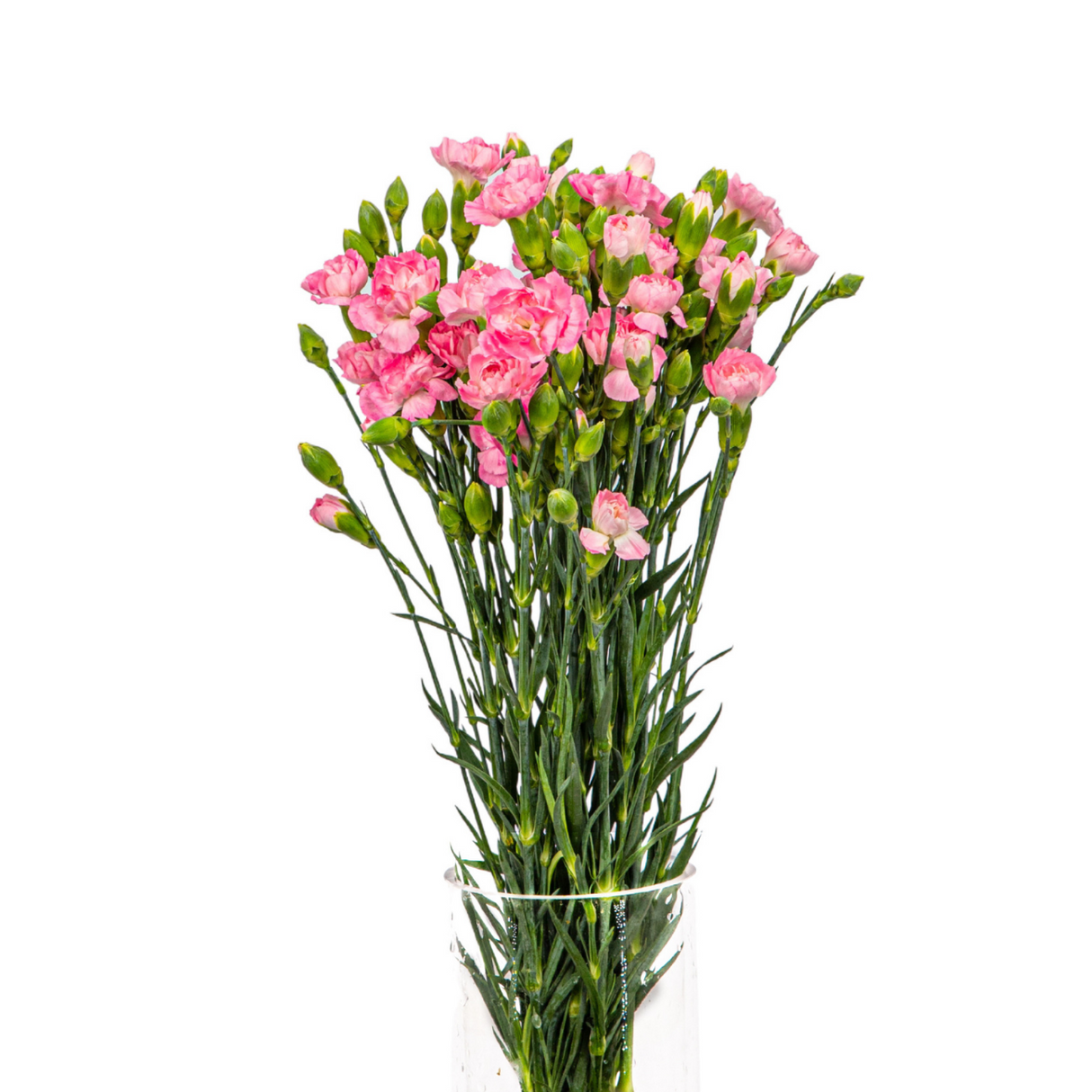 Carnation Spray (Columbia)