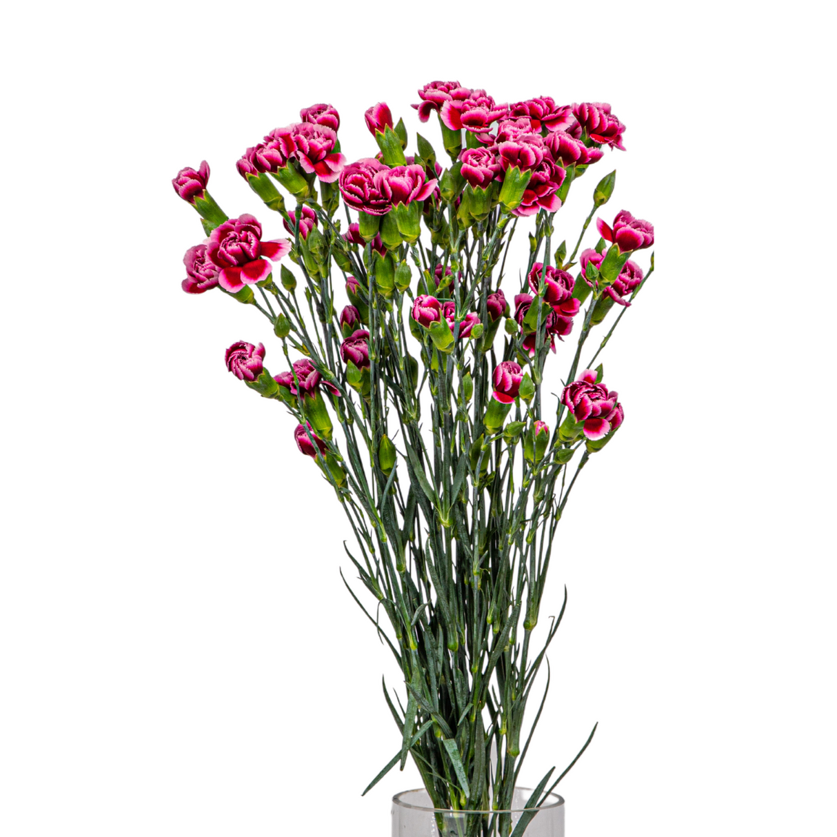 Carnation Spray (Columbia)