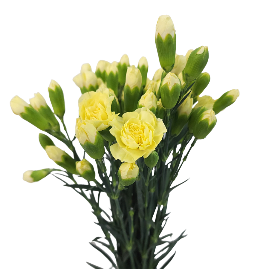 Carnation Spray (Vietnam)