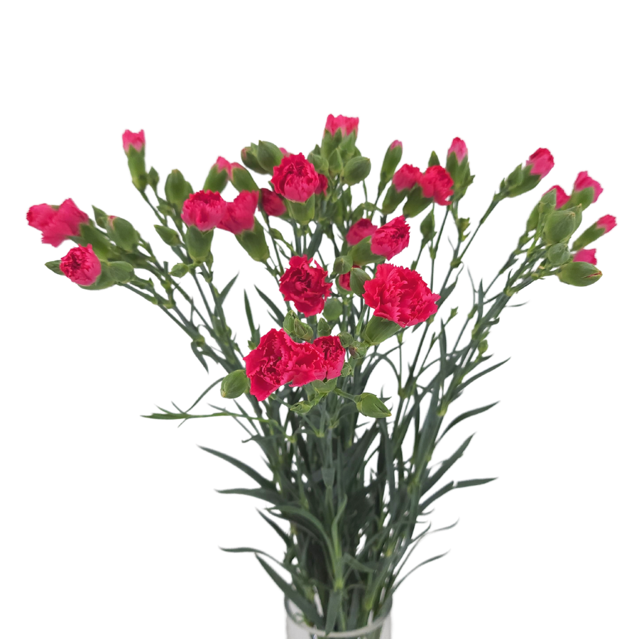 Carnation Spray (China)