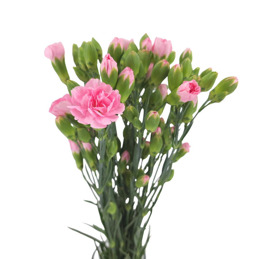 Carnation Spray (China)