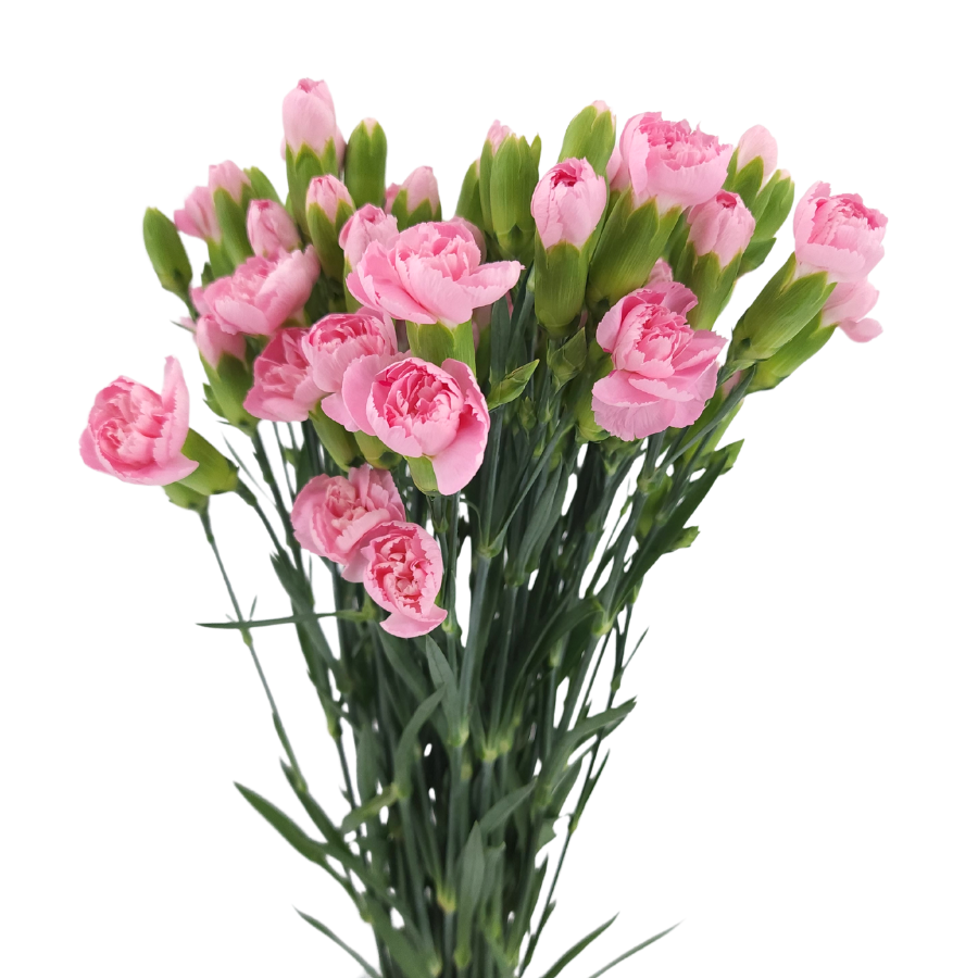 Carnation Spray (Vietnam)