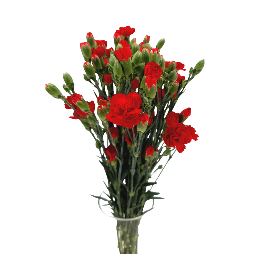 Carnation Spray (Vietnam)
