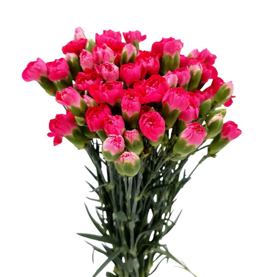 Carnation Spray (Vietnam)