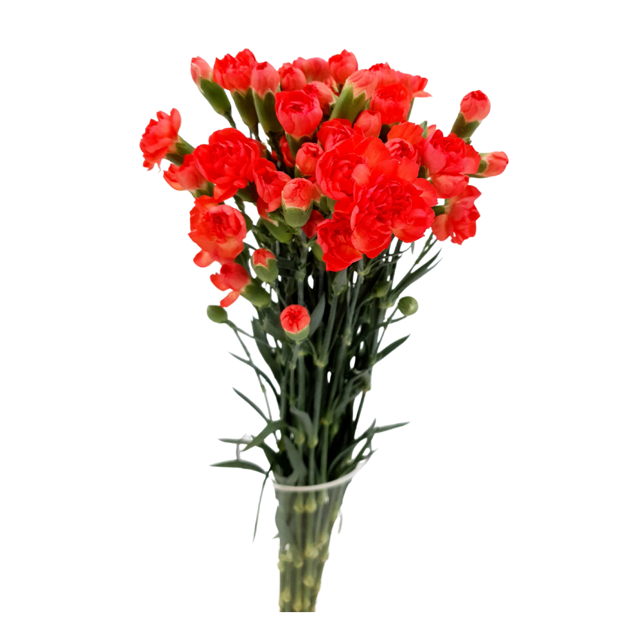 Carnation Spray (Vietnam)