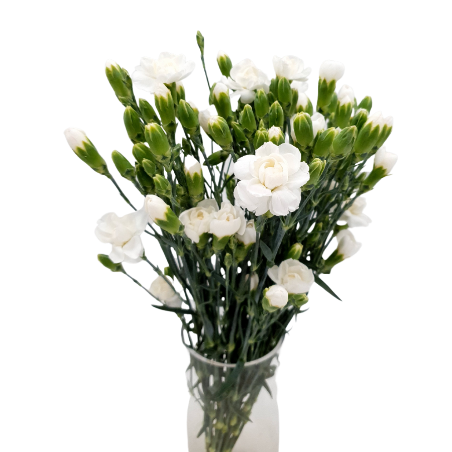 Carnation Spray (Vietnam)