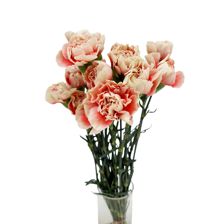 Carnation (Columbia)