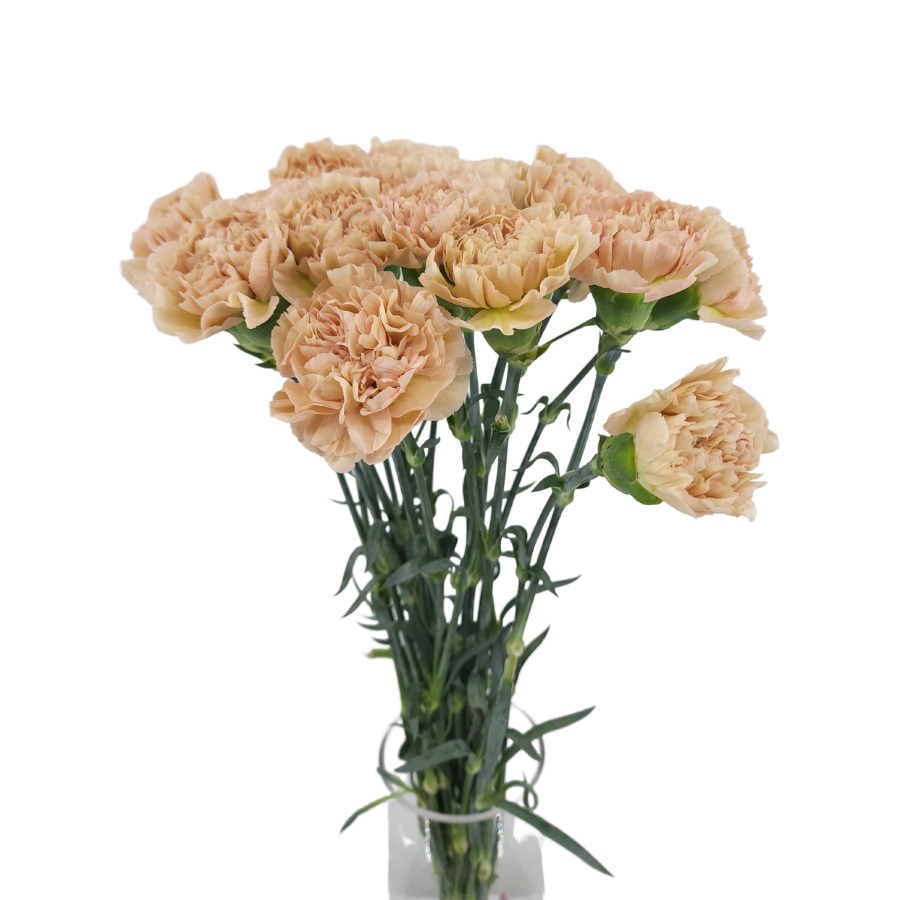 Carnation (Columbia)