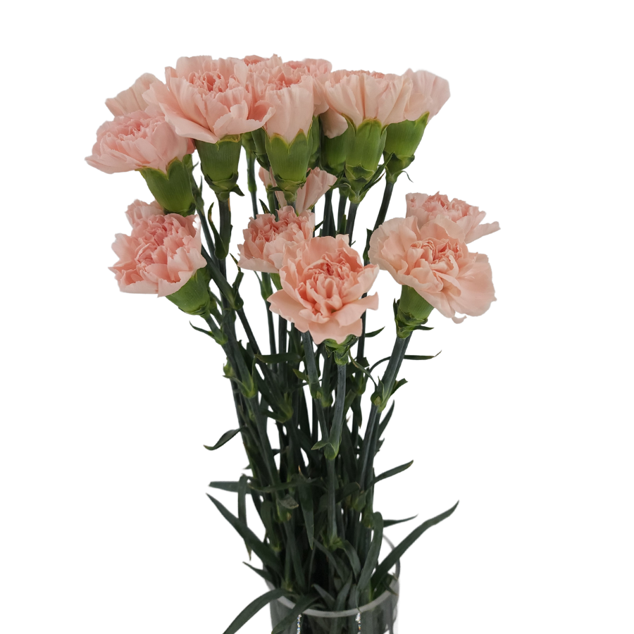 Carnation (Columbia)