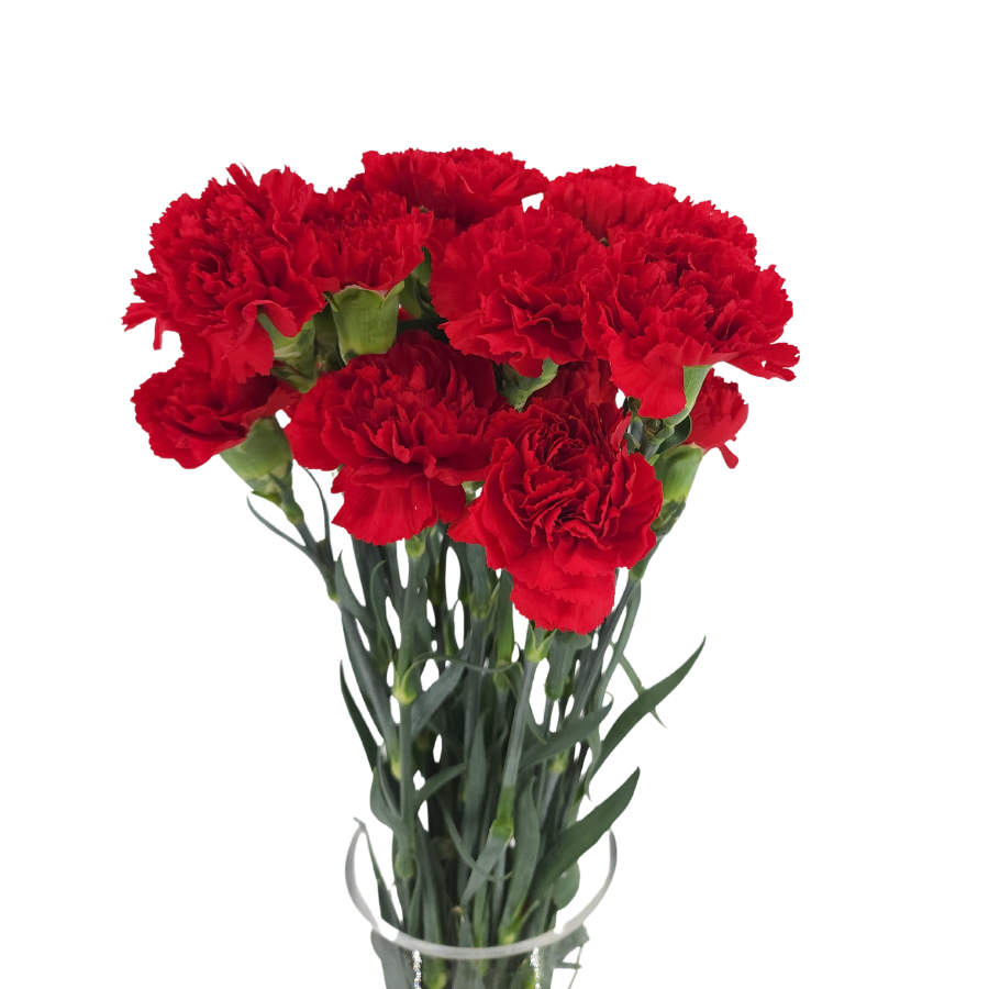 Carnation (Columbia)