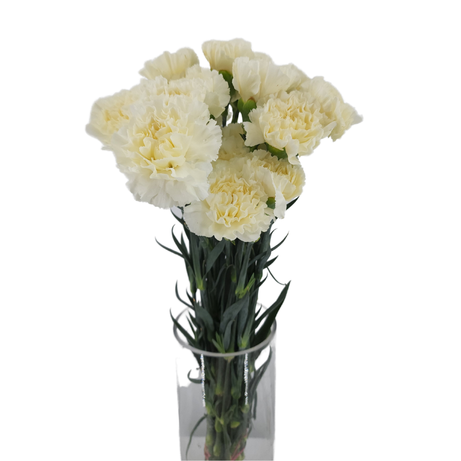 Carnation (Columbia)