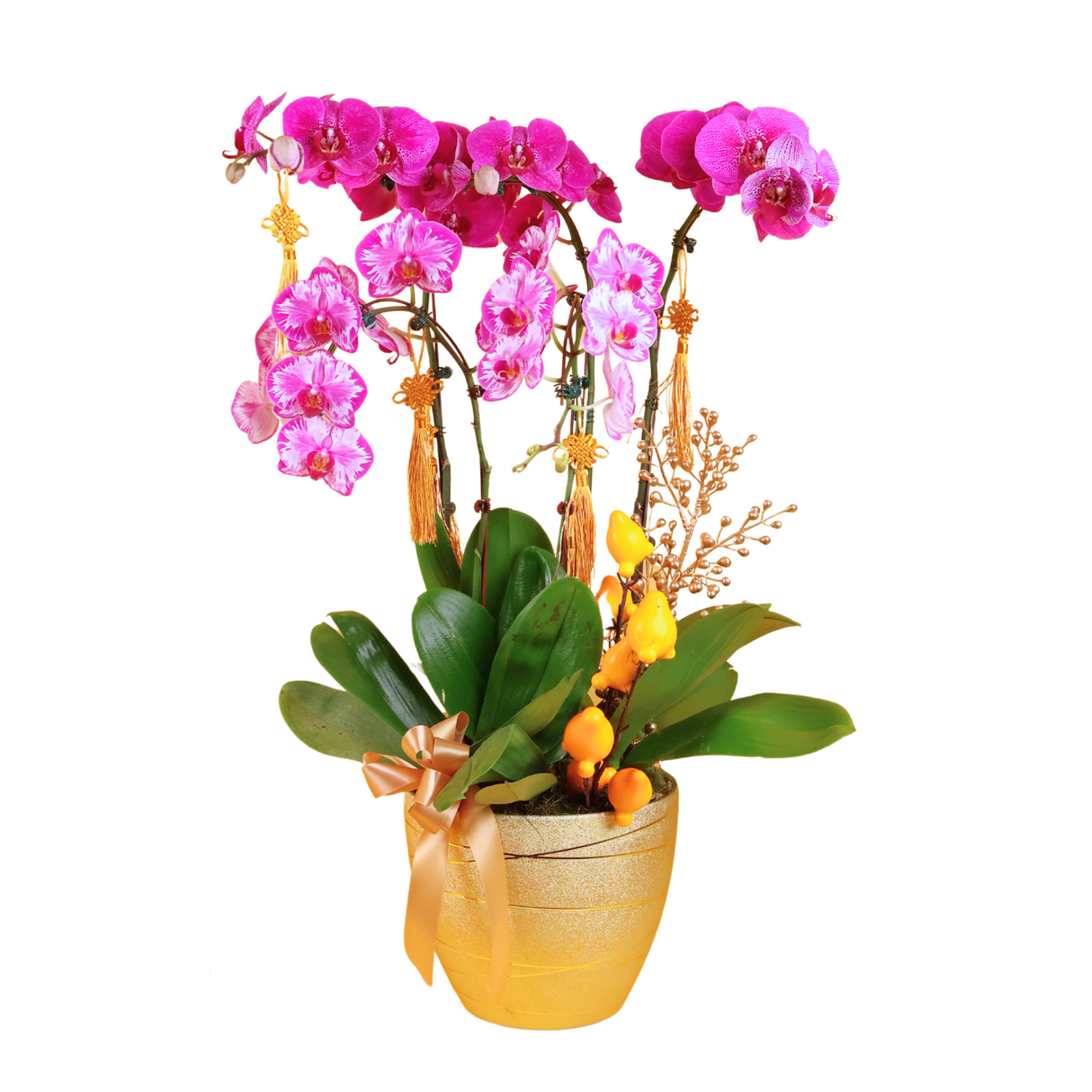 Celestial Luck (5 Single Stalks) - Orchid Phalaenopsis