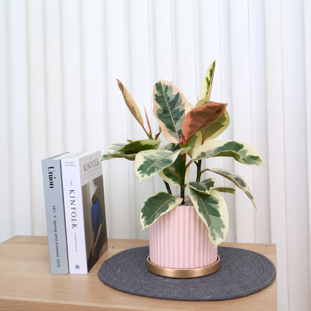 Ficus Elastica ‘Tineke’ (Variegated Rubber Plant) in Ceramic Pot
