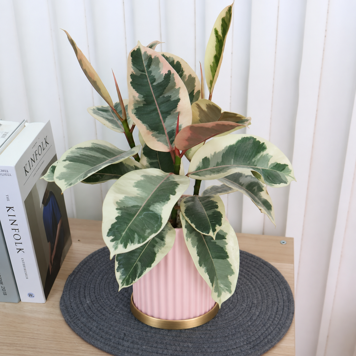 Ficus Elastica ‘Tineke’ (Variegated Rubber Plant) in Ceramic Pot
