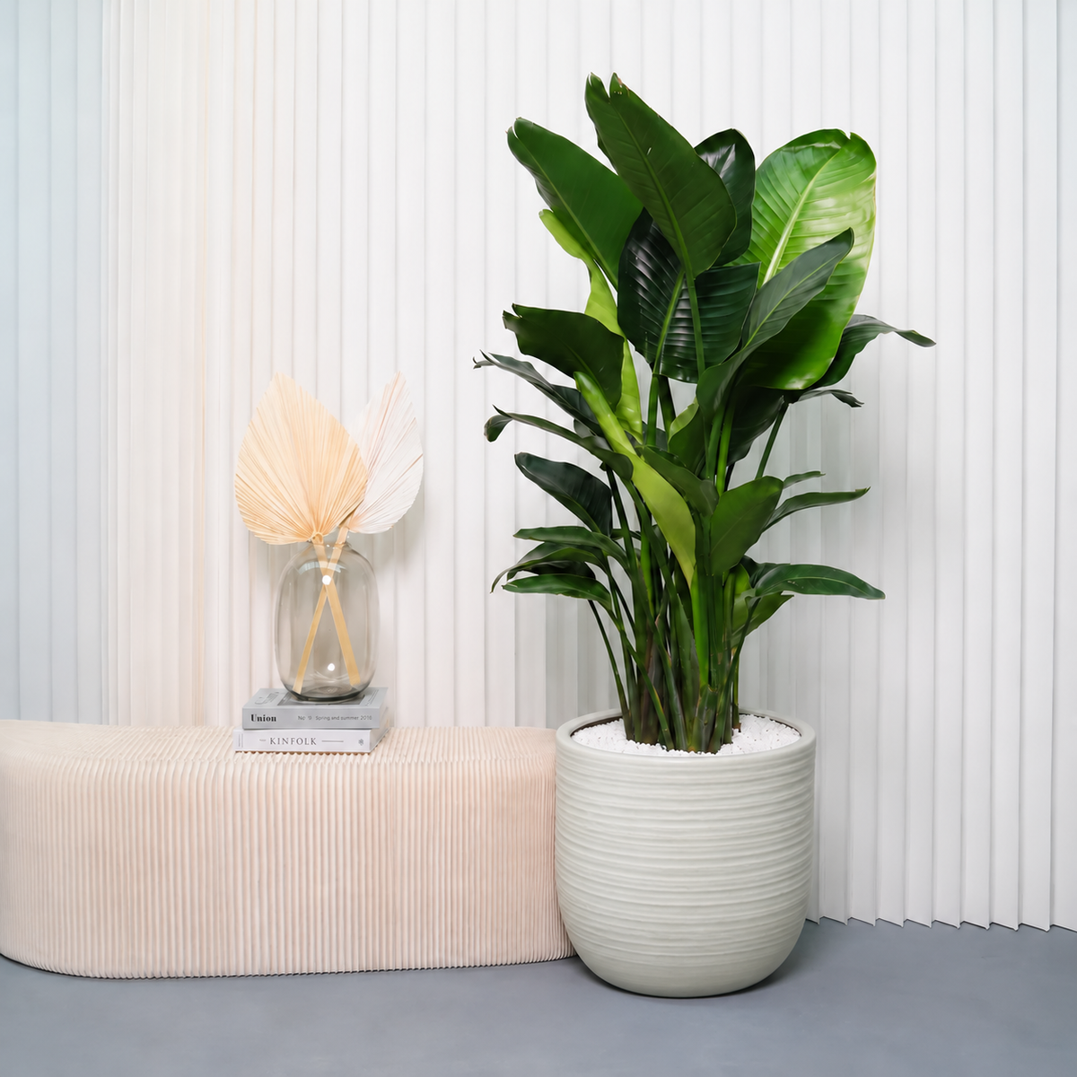 Bird of Paradise (Strelitzia) in Ceramic Pot