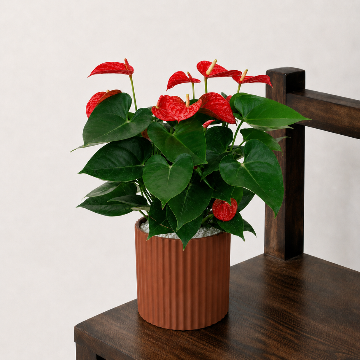 Anthurium Pink (Flamingo Flower) in Ceramic Pot