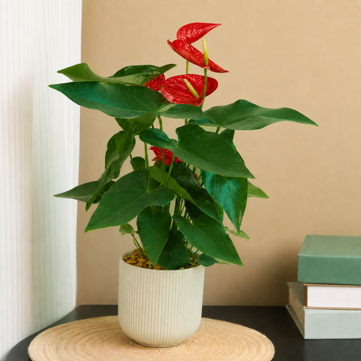 Anthurium Pink (Flamingo Flower) in Ceramic Pot