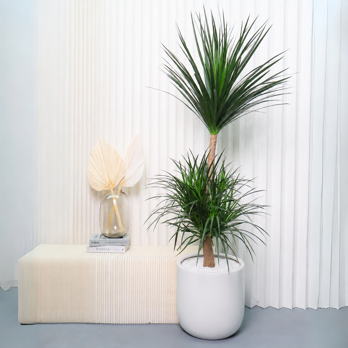 Dracaena Draco (Dragon Tree) in Ceramic Pot (1.7m)
