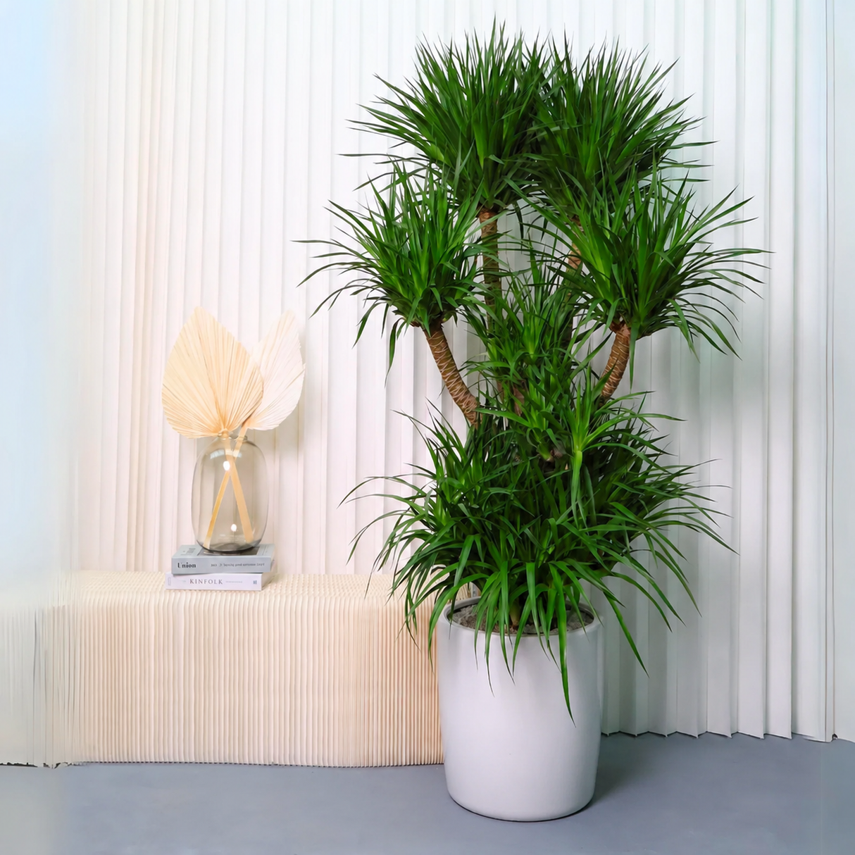 Dracaena Draco (Dragon Tree) in Ceramic pot (1.75m)