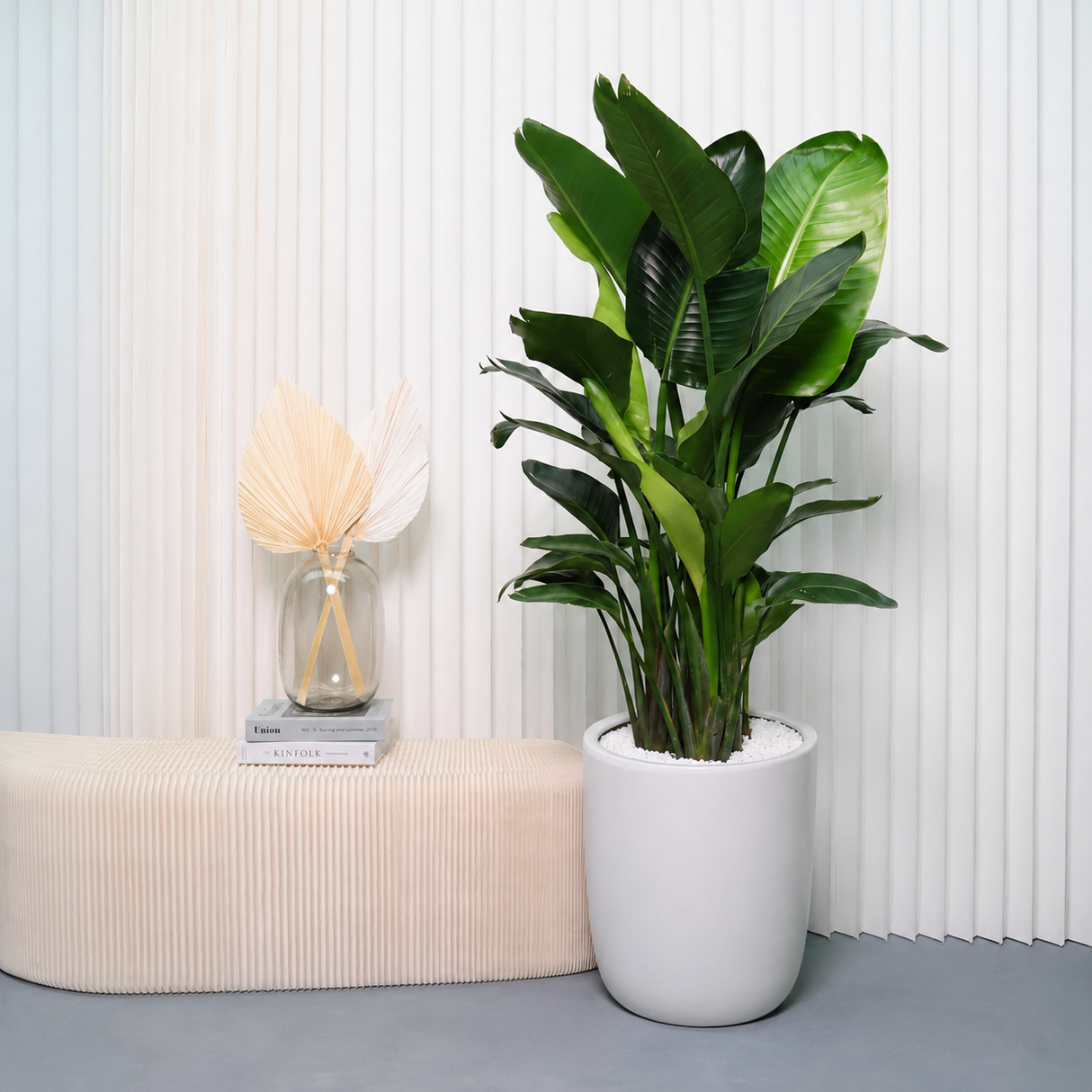 Bird of Paradise Plant in Ceramic Pot (1.55m)