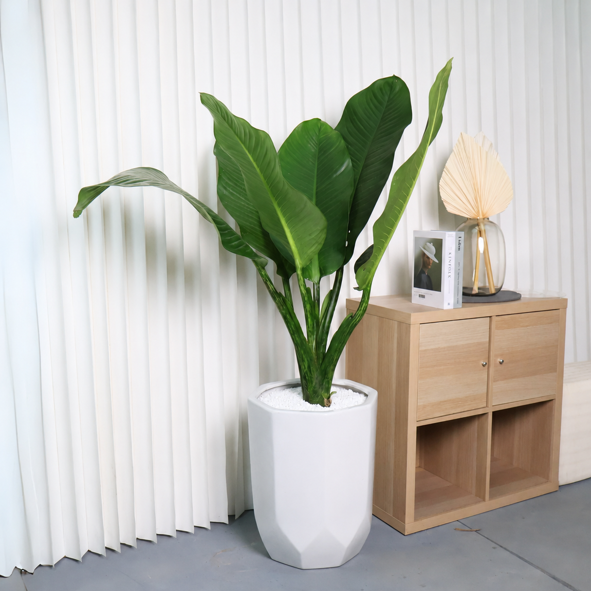 Dieffenbachia Big Ben in Ceramic Pot