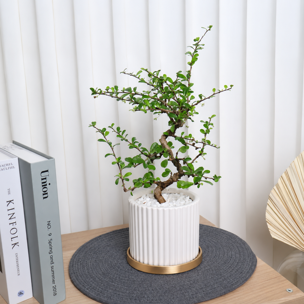 Malpighia Coccigera (Singapore Holly) in Ceramic Pot
