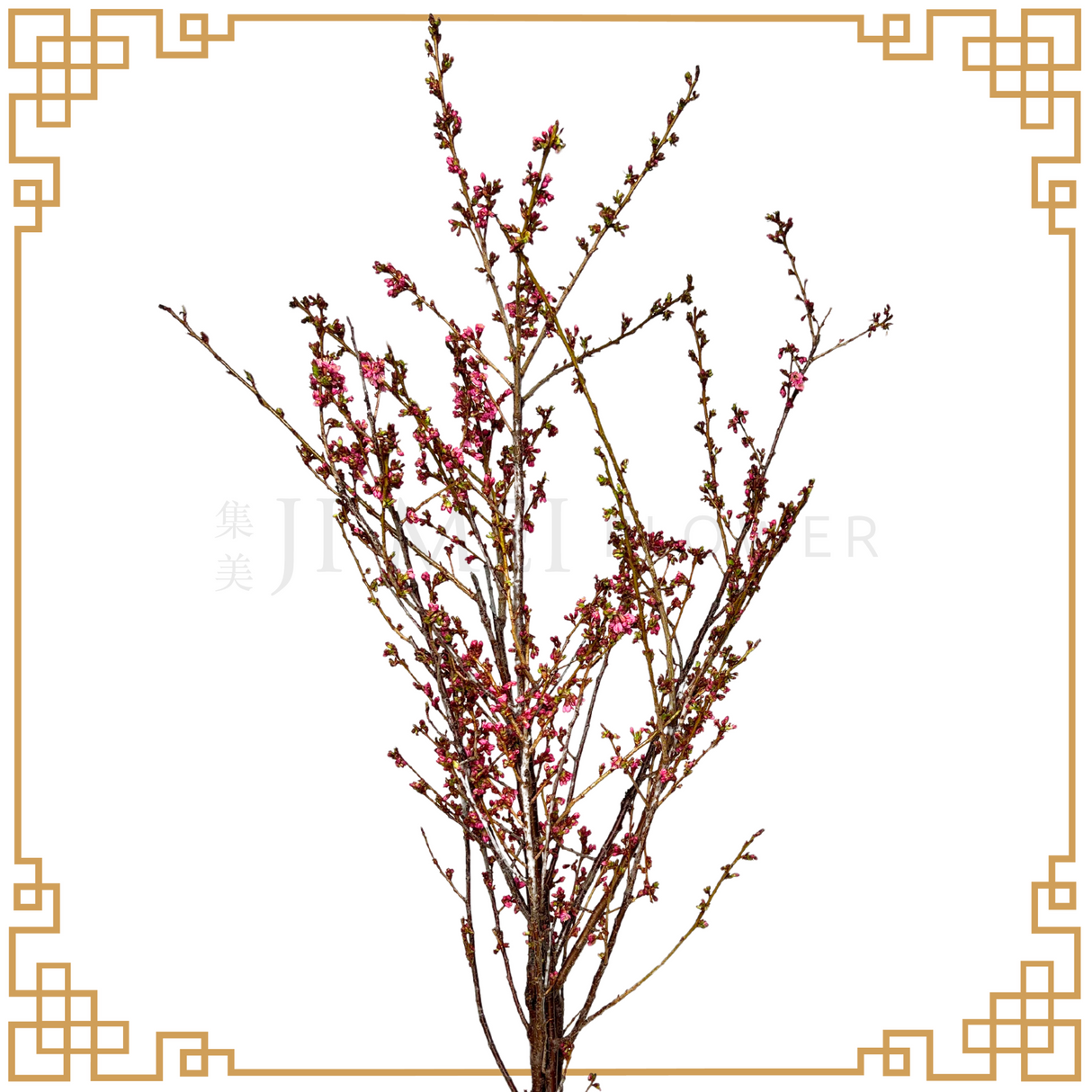 Cherry Blossom (China)