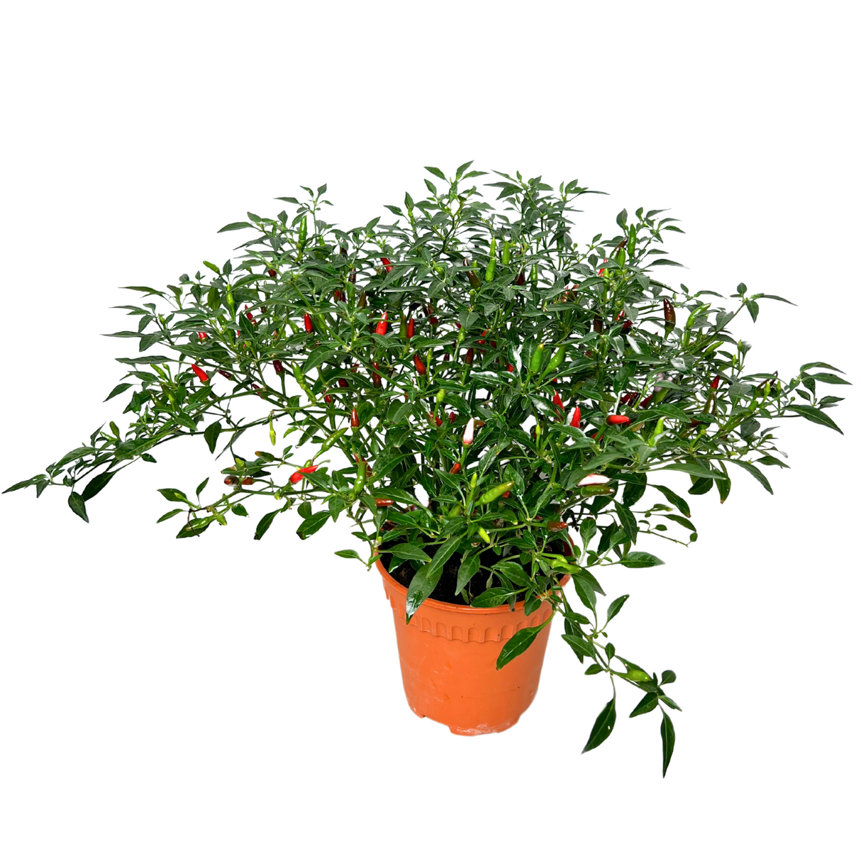 Silverberry plant in flowerpot with geraniums.