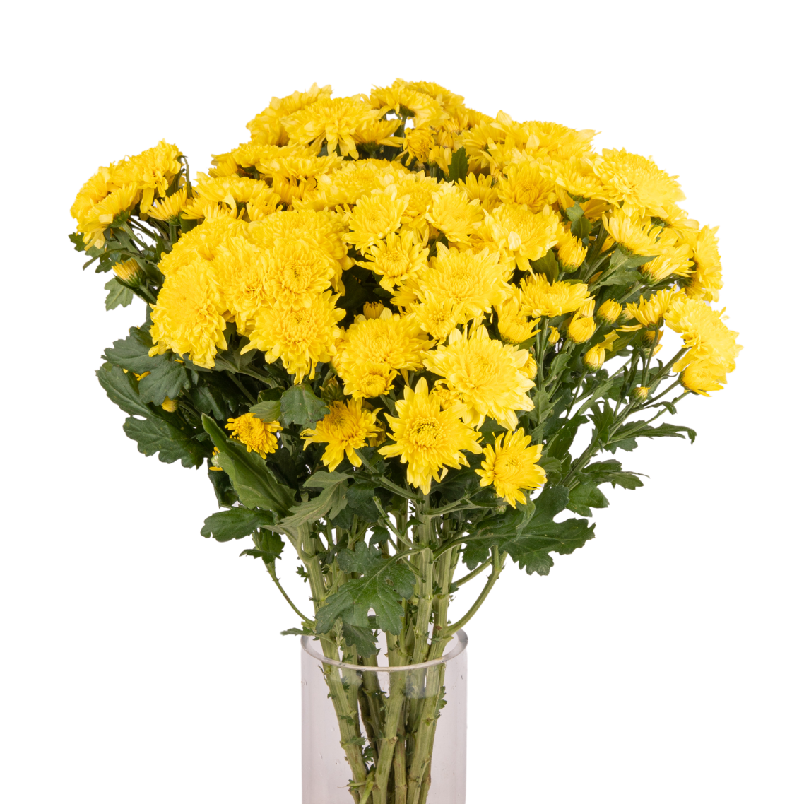 Chrysanthemum Pom Pom (Malaysia)