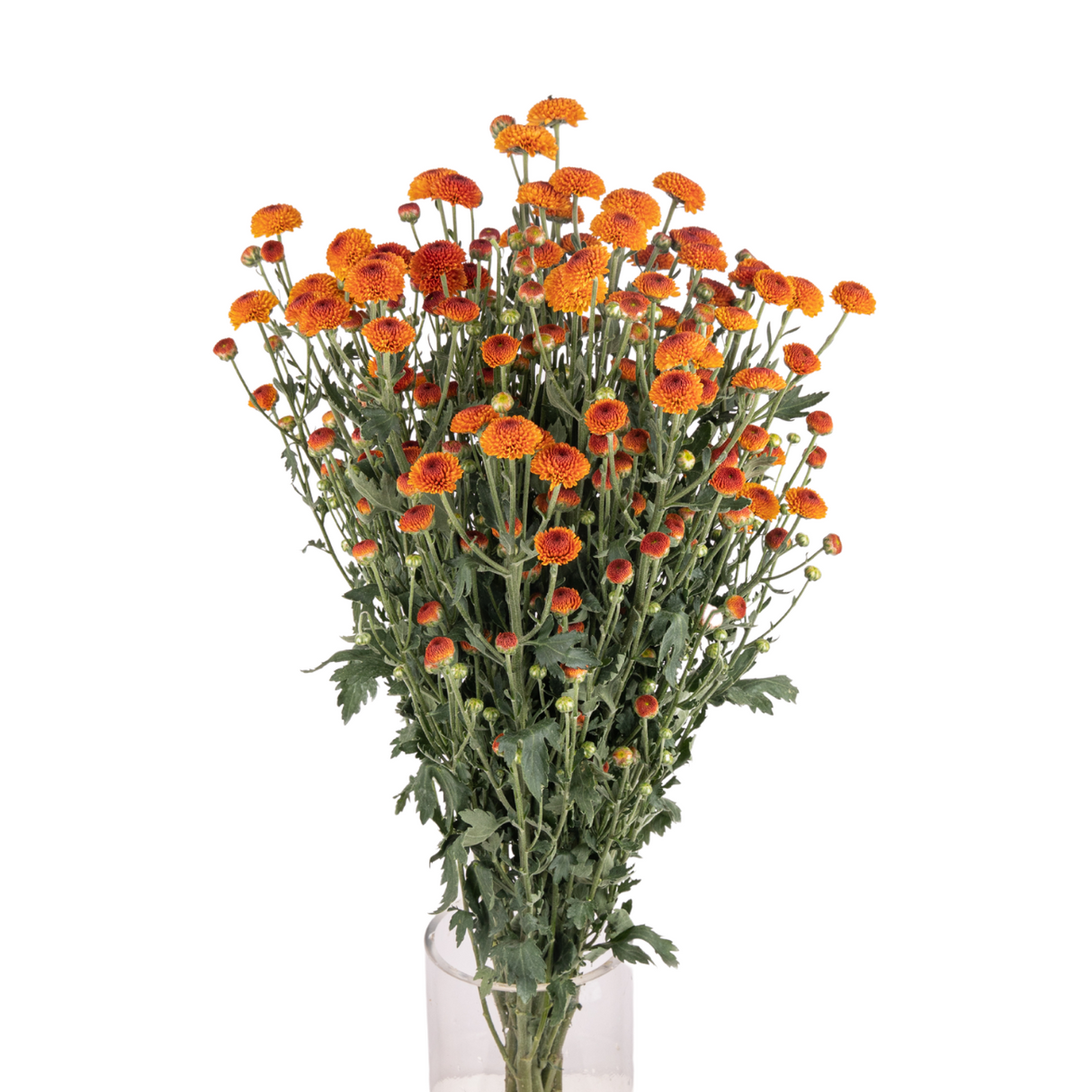 Chrysanthemum Pom Pom (Malaysia)