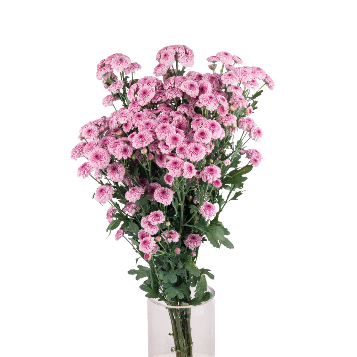 Chrysanthemum Pom Pom (Malaysia)