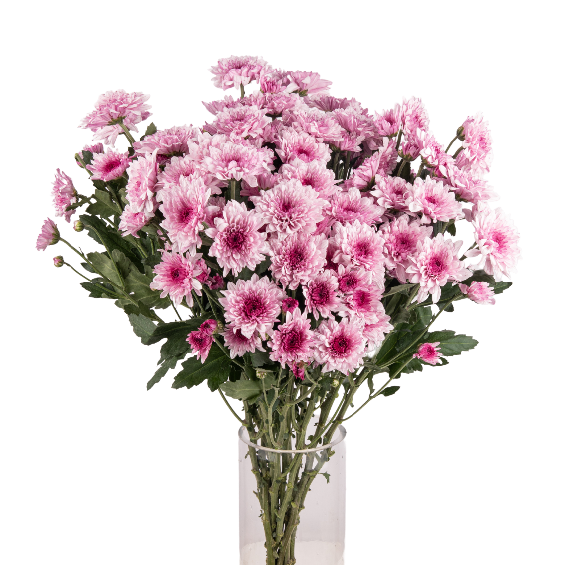 Chrysanthemum Pom Pom (Malaysia)