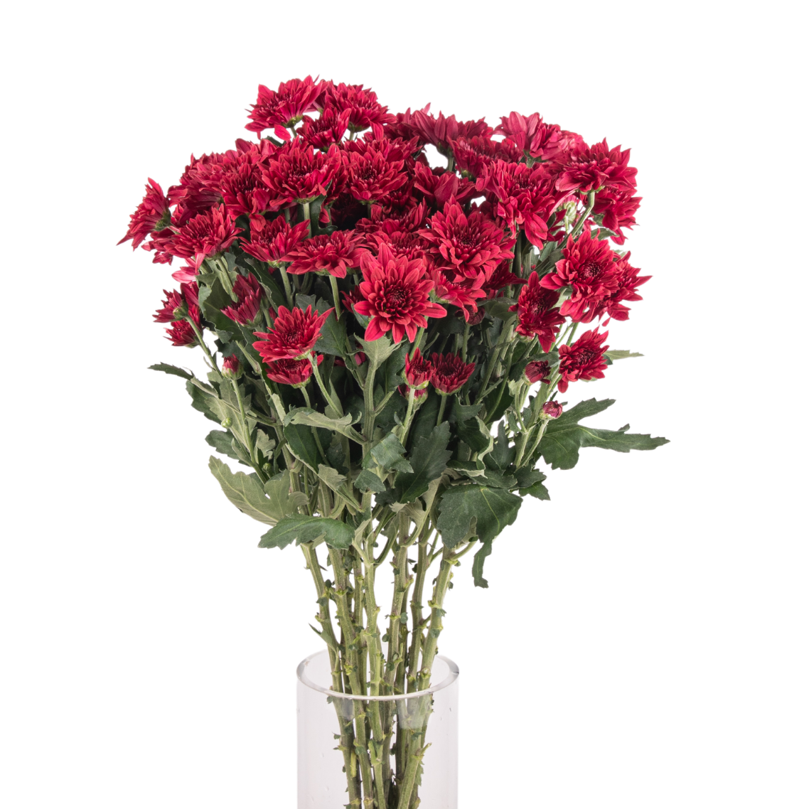 Chrysanthemum Pom Pom (Malaysia)