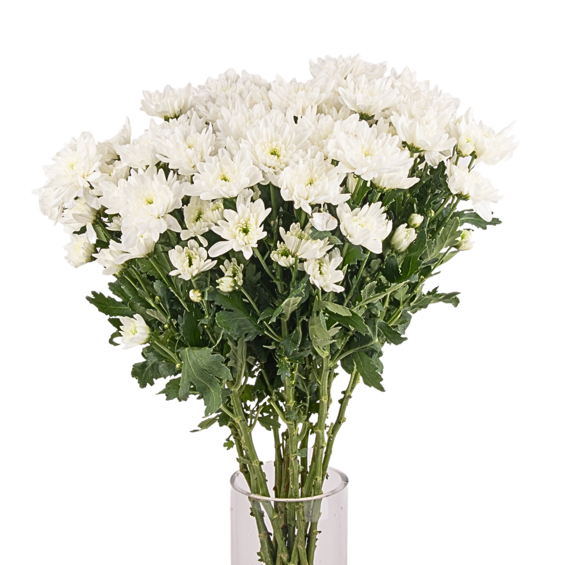 Chrysanthemum Pom Pom (Malaysia)