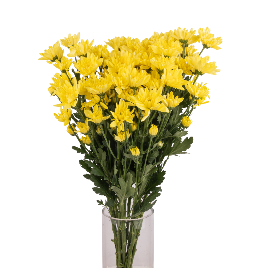 Chrysanthemum Pom Pom (Malaysia)