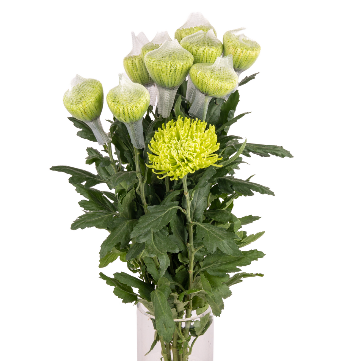 Chrysanthemum Net (Vietnam)