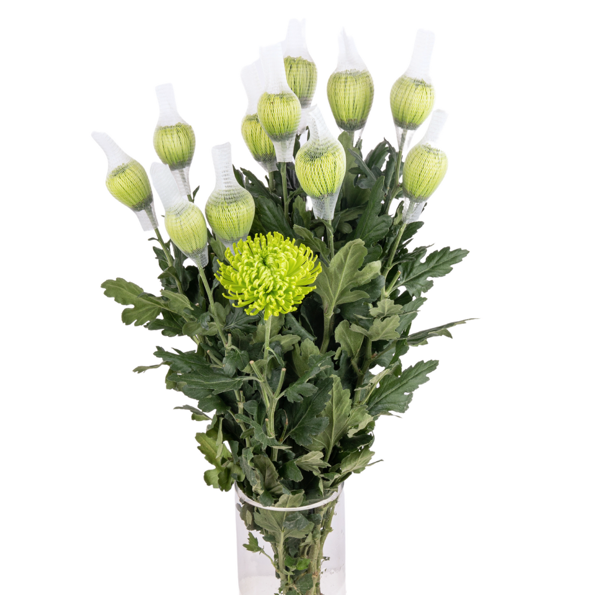 Chrysanthemum Net (Malaysia)