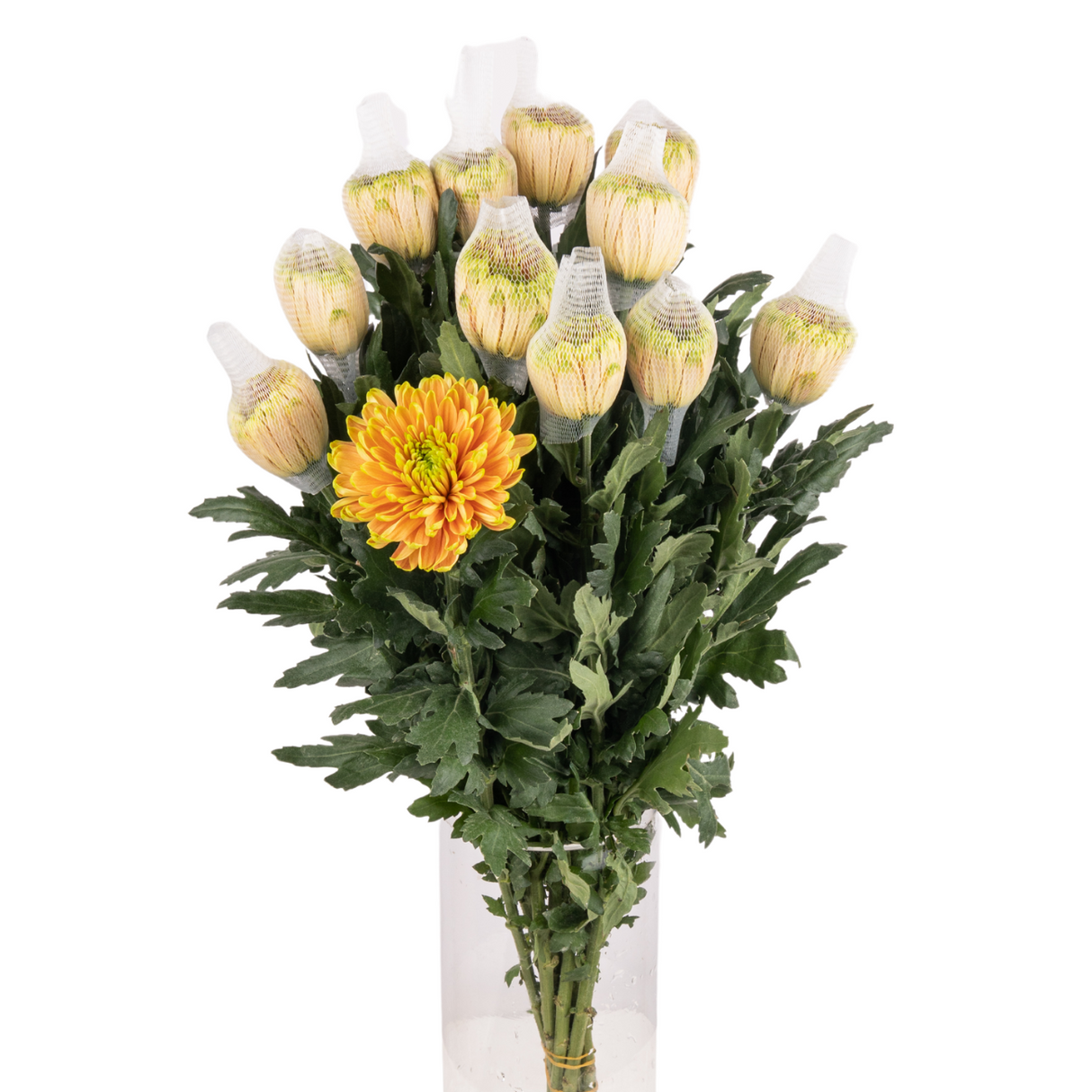 Chrysanthemum Net (Malaysia)