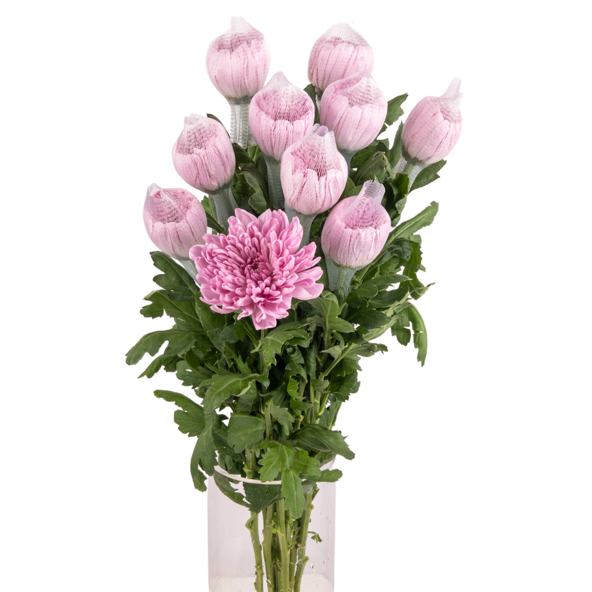 Chrysanthemum Net (Vietnam)